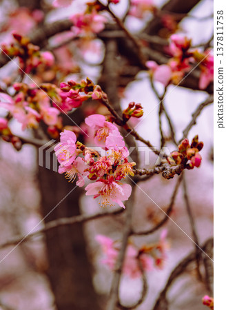 Kawazu cherry blossoms to announce the arrival of spring Kawazu cherry blossoms to announce the arrival of spring 137811758