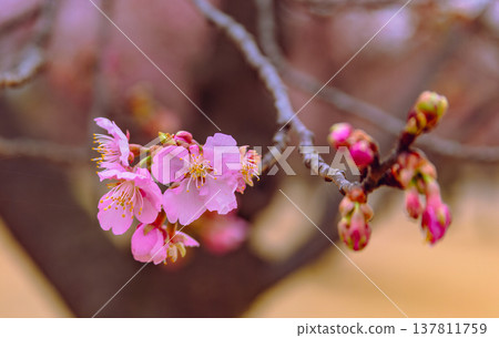 Kawazu cherry blossoms to announce the arrival of spring Kawazu cherry blossoms to announce the arrival of spring 137811759