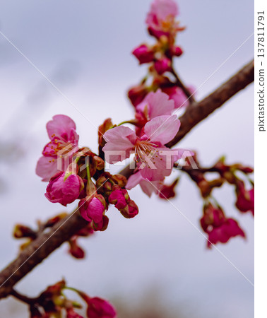 Kawazu cherry blossoms to announce the arrival of spring Kawazu cherry blossoms to announce the arrival of spring 137811791