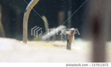 Chinese eel Chinese eel 137811872