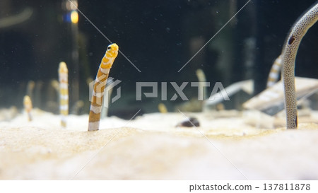 中國鰻魚 中國鰻魚 137811878