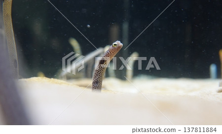 Chinese eel Chinese eel 137811884