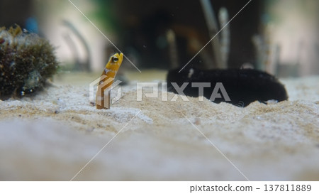 中國鰻魚 中國鰻魚 137811889
