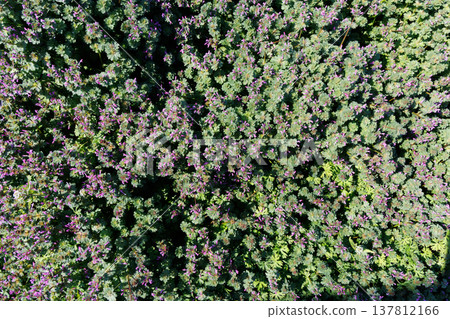 A full bloom photo A full bloom photo 137812166