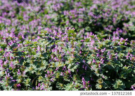A full bloom photo A full bloom photo 137812168