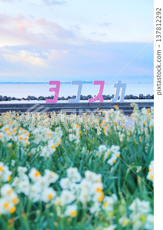 Wild Coast Daffodils Road Wild Coast Daffodils Road 137812292