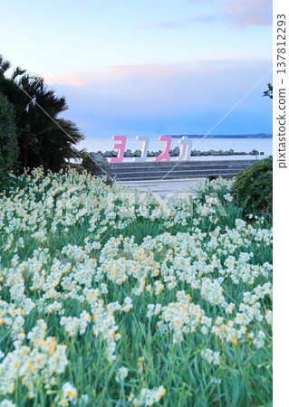 野生海岸黃水仙路 野生海岸黃水仙路 137812293