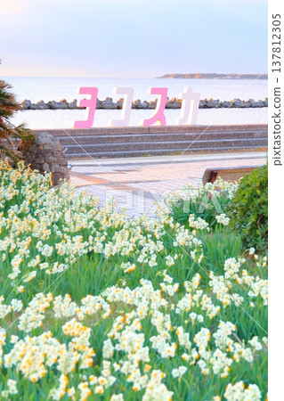 Wild Coast Daffodils Road Wild Coast Daffodils Road 137812305