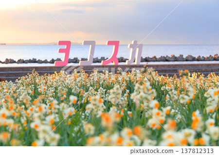 野生海岸黃水仙路 野生海岸黃水仙路 137812313