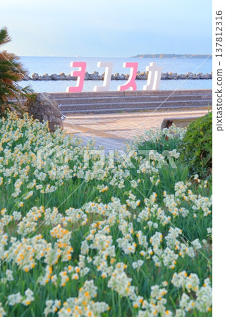 Wild Coast Daffodils Road 137812316