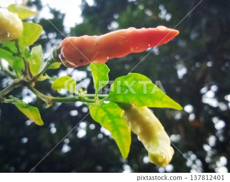 Close-up of ripening red and fresh green chili peppers on a vibrant plant branch with green leaves. Water droplets add a natural touch in a garden setting, highlighting organic growth and spicy flavor Close-up of ripening red and fresh green chili peppers on a vibrant plant branch with green leaves. Water droplets add a natural touch in a garden setting, highlighting organic growth and spicy flavor 137812401