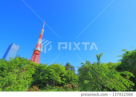 Tokyo Tower and fresh greenery in Minato-ku, Tokyo Tokyo Tower and fresh greenery in Minato-ku, Tokyo 137812568