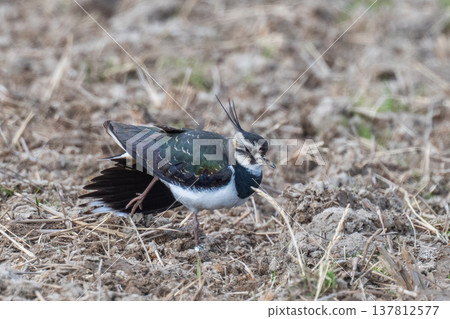 Northern Lapwing - The Lady of the Rice Fields Northern Lapwing - The Lady of the Rice Fields 137812577