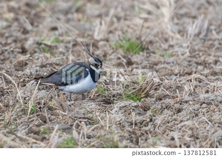 Northern Lapwing - The Lady of the Rice Fields Northern Lapwing - The Lady of the Rice Fields 137812581