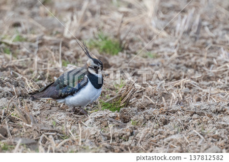 Northern Lapwing - The Lady of the Rice Fields Northern Lapwing - The Lady of the Rice Fields 137812582