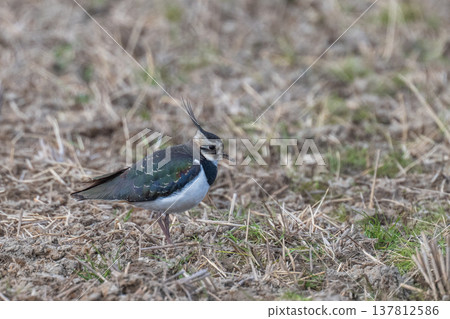 Northern Lapwing - The Lady of the Rice Fields Northern Lapwing - The Lady of the Rice Fields 137812586