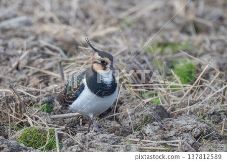 北鳳頭麥雞－稻田裡的女士 137812589