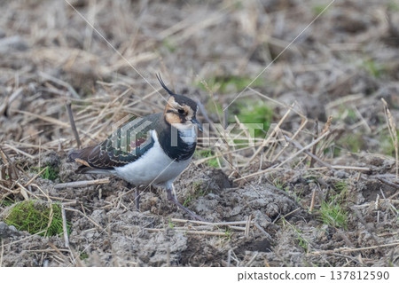 Northern Lapwing - The Lady of the Rice Fields Northern Lapwing - The Lady of the Rice Fields 137812590