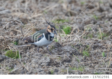 Northern Lapwing - The Lady of the Rice Fields Northern Lapwing - The Lady of the Rice Fields 137812591