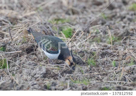 Northern Lapwing - The Lady of the Rice Fields Northern Lapwing - The Lady of the Rice Fields 137812592