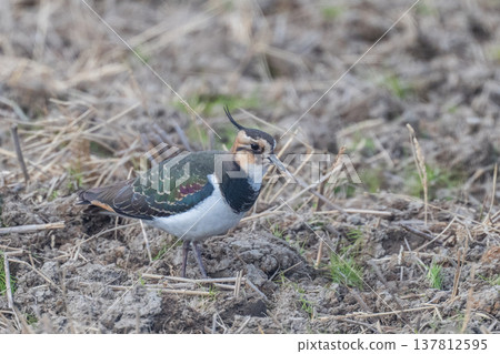 Northern Lapwing - The Lady of the Rice Fields Northern Lapwing - The Lady of the Rice Fields 137812595