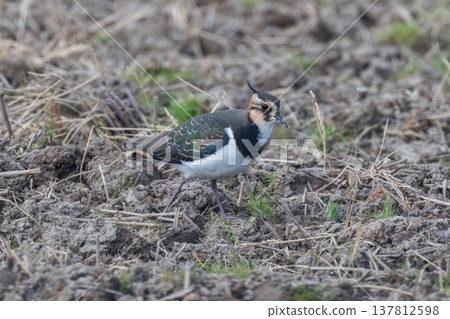 Northern Lapwing - The Lady of the Rice Fields Northern Lapwing - The Lady of the Rice Fields 137812598