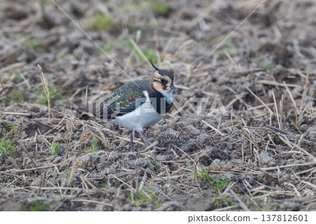 Northern Lapwing - The Lady of the Rice Fields Northern Lapwing - The Lady of the Rice Fields 137812601