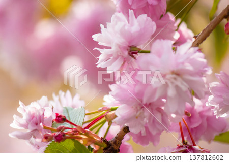 beautiful pink sakura blossom background. beautiful pink sakura blossom background. japanese cherry tree in spring full bloom. fresh nature picture on april sunny day. hanami season. closeup viewing beautiful pink sakura blossom background. beautiful pink sakura blossom background. japanese cherry tree in spring full bloom. fresh nature picture on april sunny day. hanami season. closeup viewing 137812602