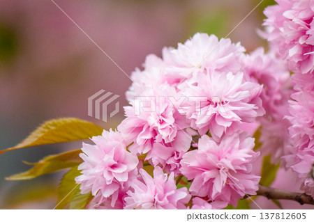 beautiful pink sakura blossom background. beautiful pink sakura blossom background. japanese cherry tree in spring full bloom. fresh nature picture on april sunny day. hanami season. closeup viewing beautiful pink sakura blossom background. beautiful pink sakura blossom background. japanese cherry tree in spring full bloom. fresh nature picture on april sunny day. hanami season. closeup viewing 137812605