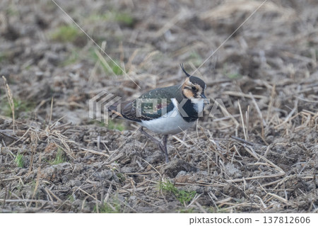 Northern Lapwing - The Lady of the Rice Fields Northern Lapwing - The Lady of the Rice Fields 137812606