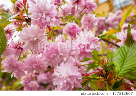 beautiful pink sakura blossom background. beautiful pink sakura blossom background. japanese cherry tree in spring full bloom. fresh nature picture on april sunny day. hanami season. closeup viewing beautiful pink sakura blossom background. beautiful pink sakura blossom background. japanese cherry tree in spring full bloom. fresh nature picture on april sunny day. hanami season. closeup viewing 137812607