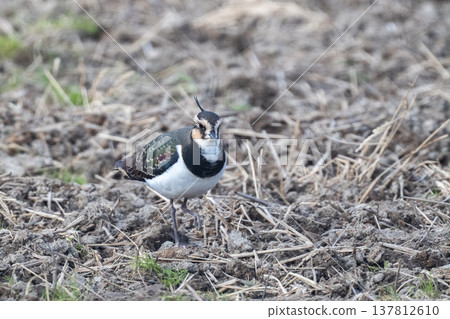 Northern Lapwing - The Lady of the Rice Fields Northern Lapwing - The Lady of the Rice Fields 137812610