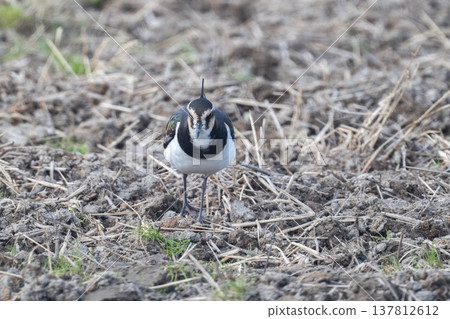 Northern Lapwing - The Lady of the Rice Fields Northern Lapwing - The Lady of the Rice Fields 137812612