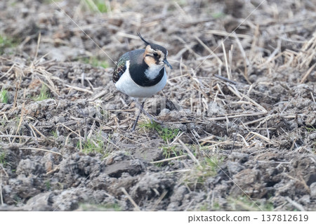 Northern Lapwing - The Lady of the Rice Fields Northern Lapwing - The Lady of the Rice Fields 137812619