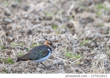Northern Lapwing - The Lady of the Rice Fields Northern Lapwing - The Lady of the Rice Fields 137812621