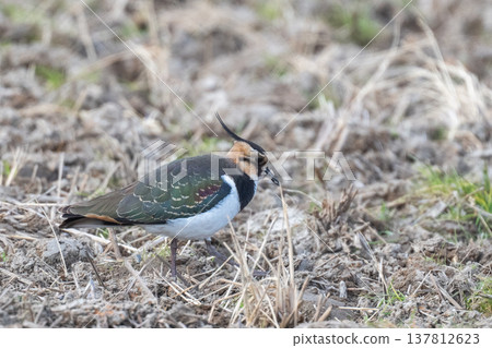 Northern Lapwing - The Lady of the Rice Fields Northern Lapwing - The Lady of the Rice Fields 137812623