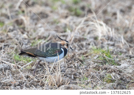 Northern Lapwing - The Lady of the Rice Fields Northern Lapwing - The Lady of the Rice Fields 137812625