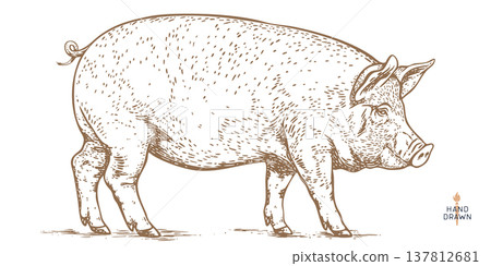 Pork, pig, hog, meat sketch, hand drawn 137812681