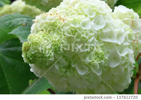 繡球花 137812720