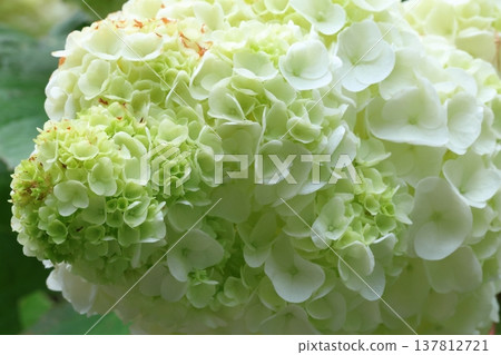 繡球花 137812721