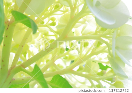 繡球花 137812722