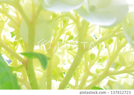 繡球花 137812723