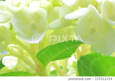 Hydrangea flower Hydrangea flower 137812724