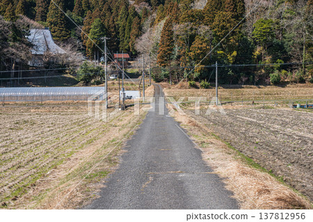 滋賀縣長濱市琵琶湖西阿西町的田園風光 滋賀縣長濱市琵琶湖西阿西町的田園風光 137812956