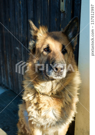 A vertical frontal portrait of an adult German Shepherd dog with a calm expression, sitting under bright sunlight near a wooden door. A vertical frontal portrait of an adult German Shepherd dog with a calm expression, sitting under bright sunlight near a wooden door. 137812997