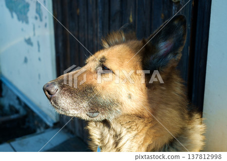 A horizontal profile shot of an adult German Shepherd dog with brown and black fur, looking thoughtfully into the distance under bright natural sunlight. 137812998