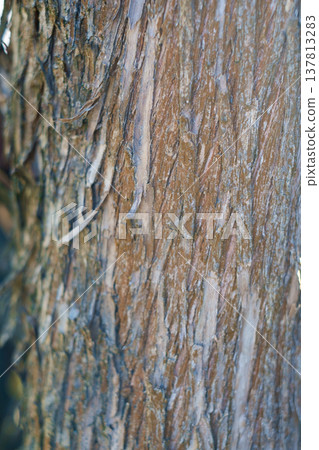 A vertical close-up shot of a tree trunk showing thick, textured bark with various shades of brown and grey, and thin layers naturally peeling away. A vertical close-up shot of a tree trunk showing thick, textured bark with various shades of brown and grey, and thin layers naturally peeling away. 137813283