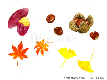 Roasted sweet potato, chestnut, and autumn leaves set - hand-drawn watercolor illustration material Roasted sweet potato, chestnut, and autumn leaves set - hand-drawn watercolor illustration material 137813307