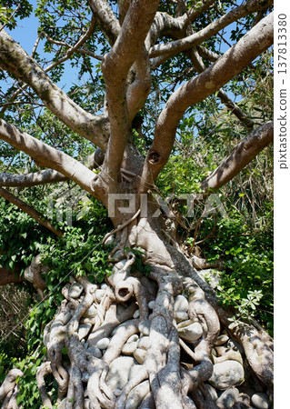 高知縣民佐清水市：石持赤樹 137813380