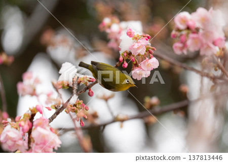 A Japanese white-eye perched on a snow-covered cherry tree. 137813446
